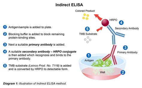 elisa test simple explanation|elisa test step by.